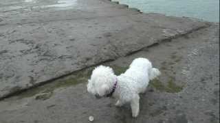 Bichon Frise Puppy amp Dog Running at Waterfront amp Harbor [upl. by Primalia]