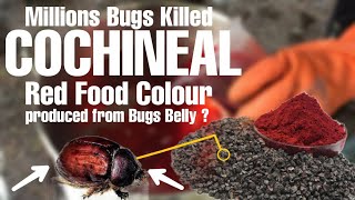 Why Red Food Colour is made by killing millions of bugs in a day [upl. by Eillen]