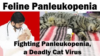 Feline Panleukopenia kiya ha  Deadly Viral Disease  Animalia Dot Pk  Vet Furqan [upl. by Navi]