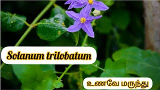 solanum trilobatum dhosai🫓 தூதுவளை தோசைகிராமத்து சமையல் solanumtrilobatumdhosai [upl. by Edualcnaej287]