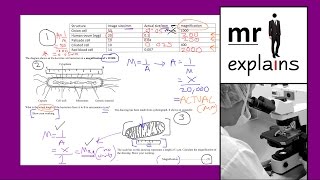 mr i explains How to calculate Magnification using example Biology exam questions [upl. by Eecats]