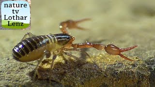 Pseudoscorpion in my garden Pseudoscorpion im Garten [upl. by Nazus793]