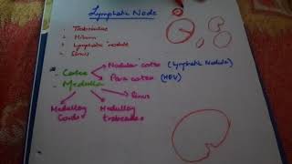 HISTOLOGY lymph node easy explanation part1 [upl. by Genet]