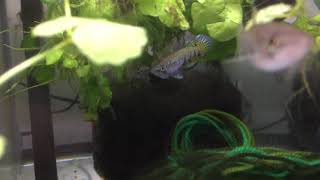 Killifish  Epiplatys sexfasciatus AMAR11 dominance display [upl. by Kcirdaed]