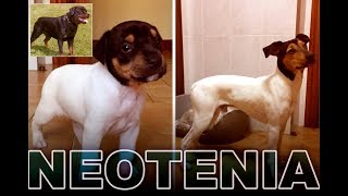 Etología canina Neotenia en perros y humanos parte 1 [upl. by Atnahsa]