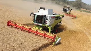 Claas Combine Lexion Harvester  Harvest 2024  Norfolk  Drone Footage [upl. by Ynoep]