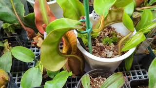 Nepenthes Veitchii Informational II [upl. by Yeargain857]