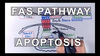 Activation of Coagulation Cascade [upl. by Katerine798]