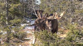 STOR ELGOKSE I TELEMARK [upl. by Goren]