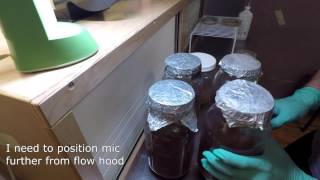 Test tube culture slants for king oyster and entoloma new 12 gal jars Pt 2 [upl. by Sateia]