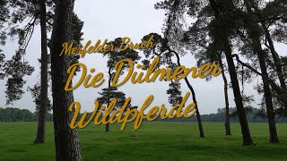 Die Dülmener Wildpferde [upl. by Resarf640]