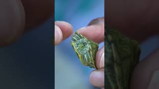 TURTLE INSIDE FISH is ALIVE Shorts [upl. by Pier]