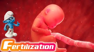 Fertilization  3D Animation [upl. by Remoh122]