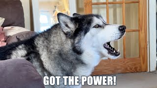 Talking Husky Says He’s Got The Power [upl. by Leina]