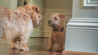 Norfolk Terrier Puppy Ernie Stands His Ground [upl. by Adlez]