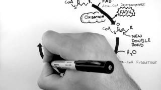 Cellular Respiration 4  BetaOxidation [upl. by Haropizt]