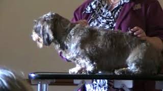 Mandy Dance discusses coats and grooming a Wirehaired Dachshund [upl. by Ttevy]