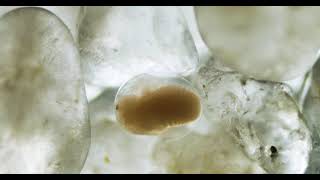 Triops longicaudatus Larva Hatching [upl. by Uv]