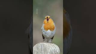 Reconnaître 5 oiseaux par leur chant 🎶😍 [upl. by Ezaria]