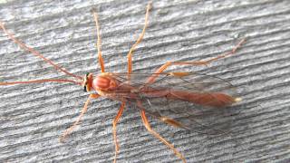 Shorttailed Ichneumon Wasp Ichneumonidae Ophion on Wall [upl. by Merriman402]