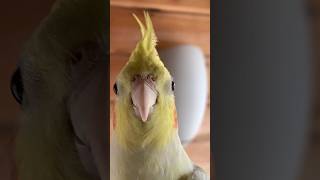 Unlocking the Mystery of the Cockatiel Crest 🦜  Fascinating Bird Behavior [upl. by Lenod]