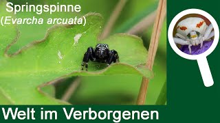 Die Springspinne Evarcha arcuata [upl. by Selegna]