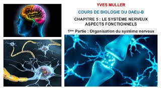 Chapitre 5  1ère Partie  Organisation du système nerveux et du neurone  Cours de Biologie [upl. by Mullins]