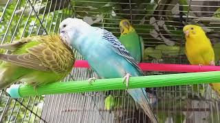 4 Hours of Budgie Best Friends  Mango and Chutney  Singing and Talking Sounds  Birds Garden [upl. by Morra]