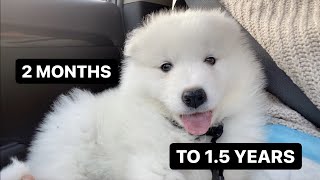 Watch Samoyed puppy growing up in New York City during pandemic [upl. by Lectra]