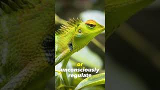 How Do Chameleons Change Color [upl. by Neely183]