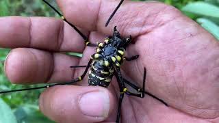 Is this what is called gagamba‼️grasshopper katydid spider caterpillar snake mantis wasp ant [upl. by Staci]