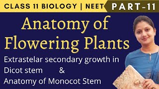 Anatomy of Flowering Plants Class 11 Biology  NEET  Part 11 [upl. by Attalanta219]