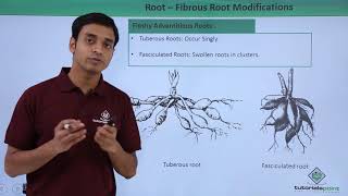 Class 11th – Root  Fibrous Root Modifications  Morphology of Flowering Plants  Tutorials Point [upl. by Atiuqin564]