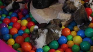 Teddy bear Zuchon puppies playing in a ball pit  Tiny Teddies wwwtinyteddyscom [upl. by Kcoj200]