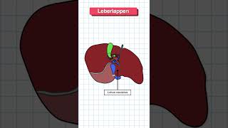 Aufbau der Leber in 60 Sekunden erklärt medizin anatomie medizinstudium [upl. by Nerraj13]