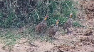 Yellownecked Spurfowls at African Animals  Watering Hole  mpalaliveorg  exploreorg [upl. by Aleedis]