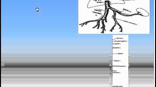 12Blood Circulations3Portal Circulation Anatomy Intro Dr Ahmed Kamal [upl. by Savadove]