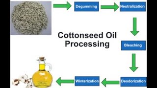 How Cotton Seed Oil is Manufactured in Factories  Expression Method  Complete Process With Diagram [upl. by Nwahsak]