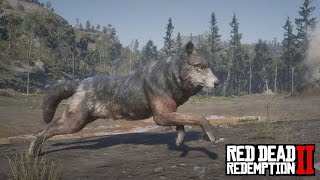 LEGENDARY WOLF  Red Dead Redemption 2 Part 59 [upl. by Annodas639]