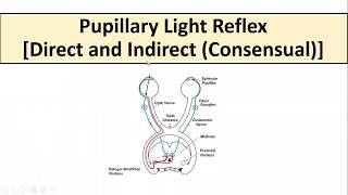 Pupillary Light Reflex [upl. by Stubbs]