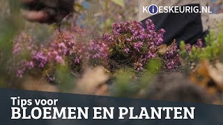 Tips voor de mooiste bloemen en planten [upl. by Strain223]