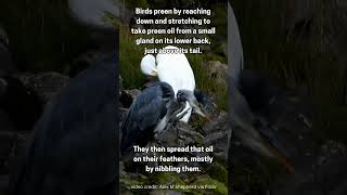 Egret Preening shorts egrets herons preening birds [upl. by Vikky]