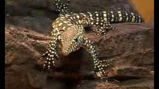 perentie hatchlings 3 [upl. by Drisko470]