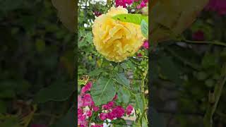 New look of our backyard arbour first time blooming of new climbing roses [upl. by Yaeger]