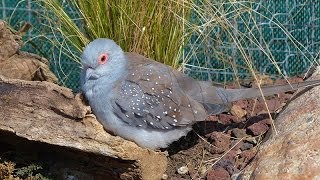 La Colombe diamant ou Géopélie diamant [upl. by Lynelle]