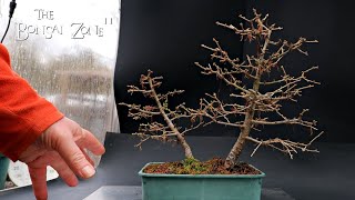 Repotting and Pruning Two Larch Trees Part 1 The Bonsai Zone Feb 2024 [upl. by Miuqaoj11]