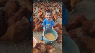 Rural children novice chicken farmers rural freerange chickens freerange chickens 163 [upl. by Marozik]