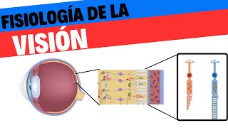 Fisiología de la visión [upl. by Bergmans]