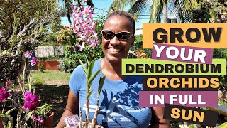 How to Grow Dendrobium Orchids in Full Sun  Orchid Care for Beginners [upl. by Lemuel]