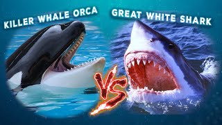 Killer Whale Orca vs Great White Shark  In OneOnOne Combat Who Would Win [upl. by Picker]